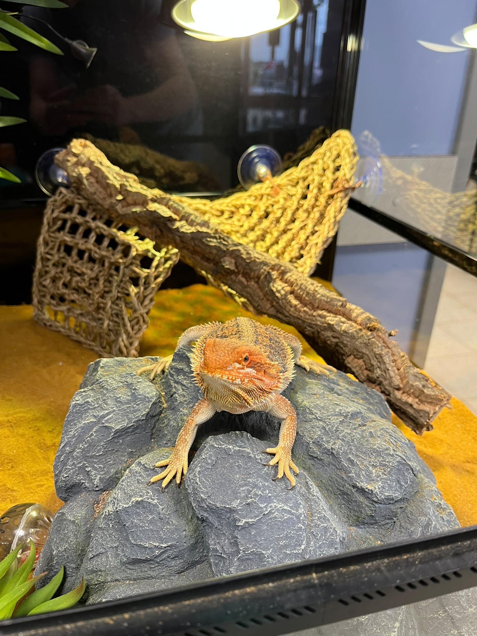 Reptielen